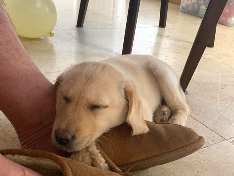 needy dog sleeping on owner's shoe