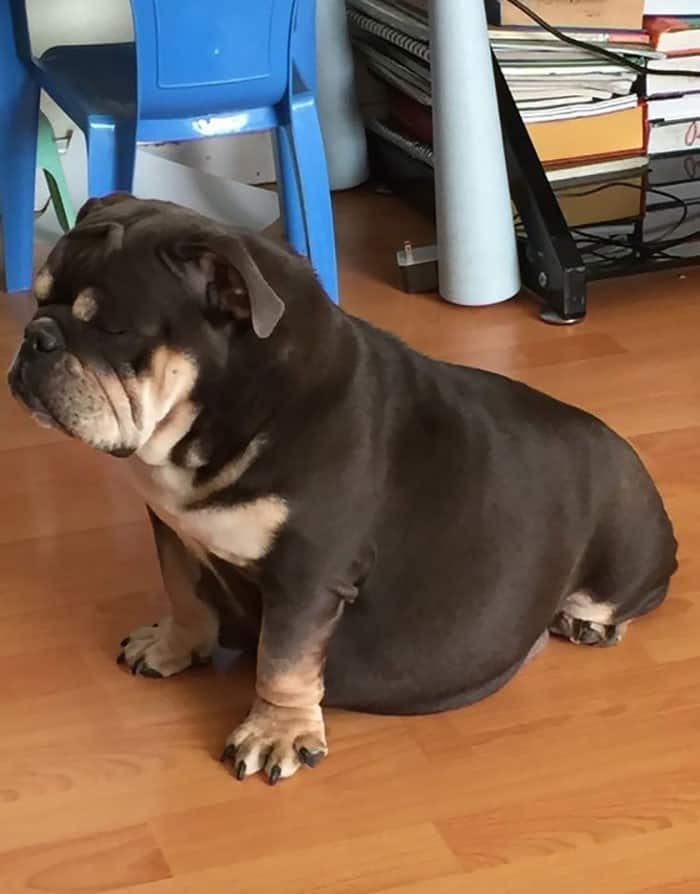 overweight dog sleeping