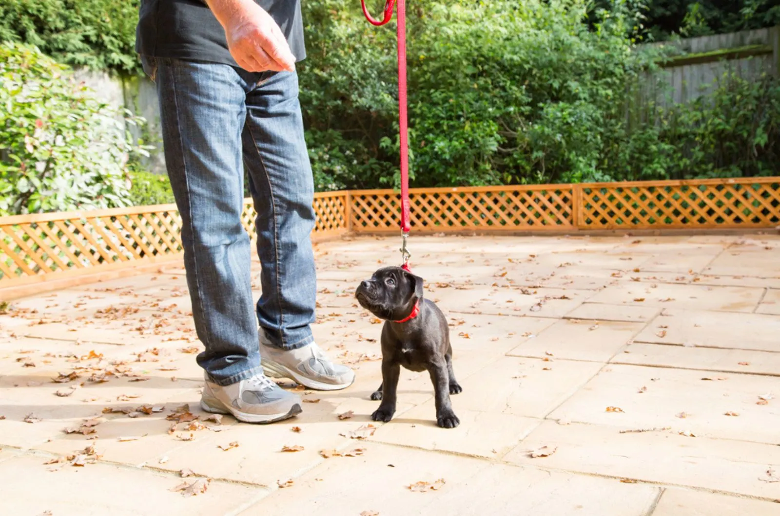 owner and his staffordshire bull terrier puppy on lash standing on a patio