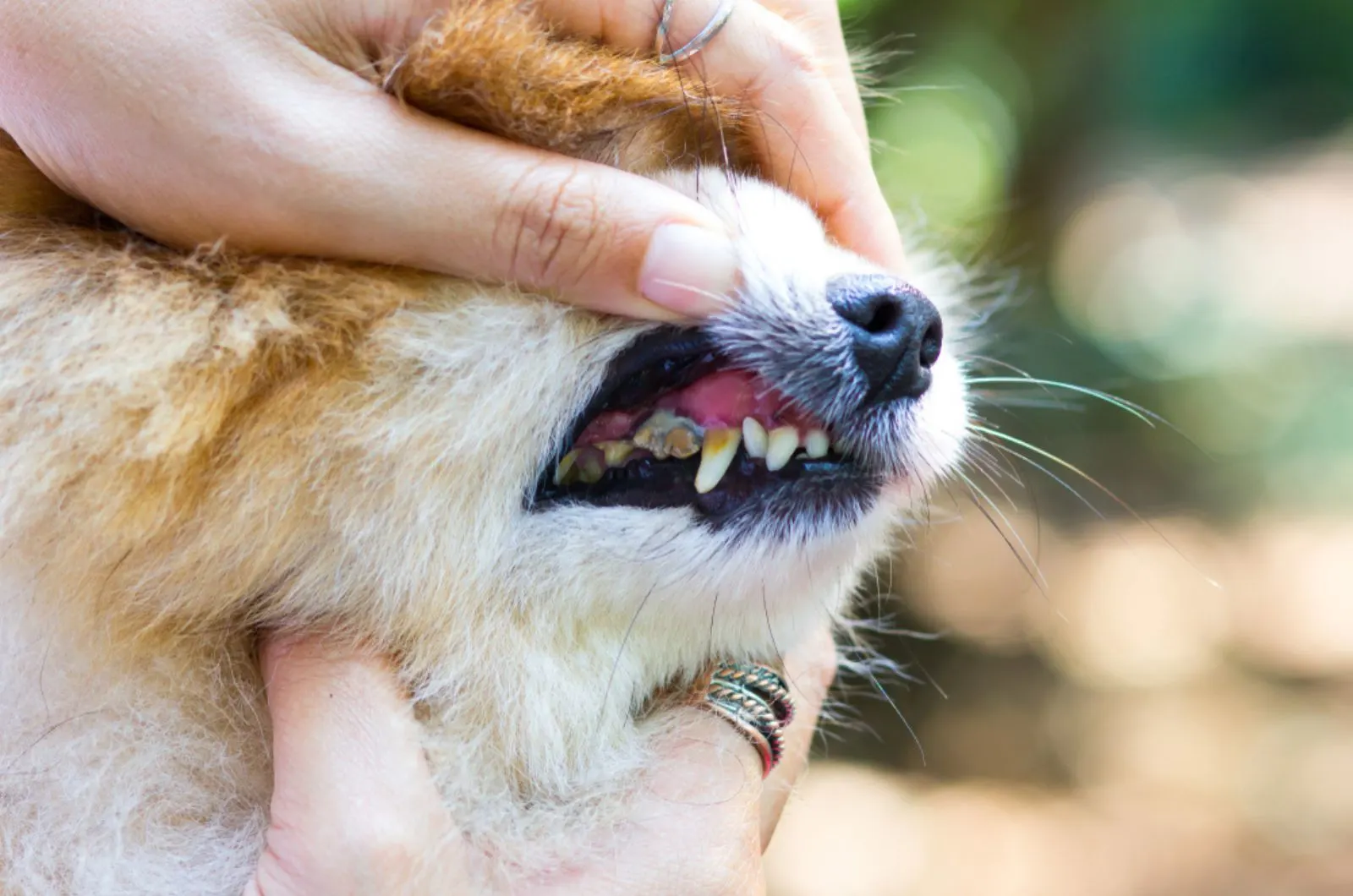 owner opening his dog's mouth to show tartar teeth