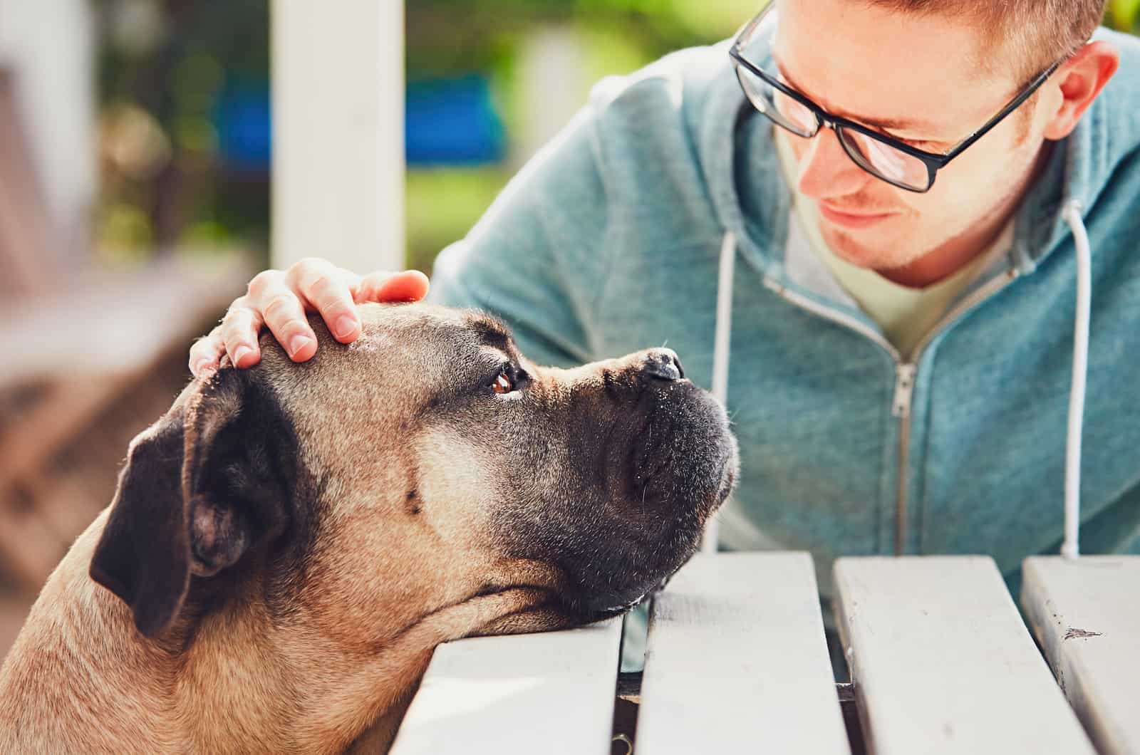 owner petting his cane corso