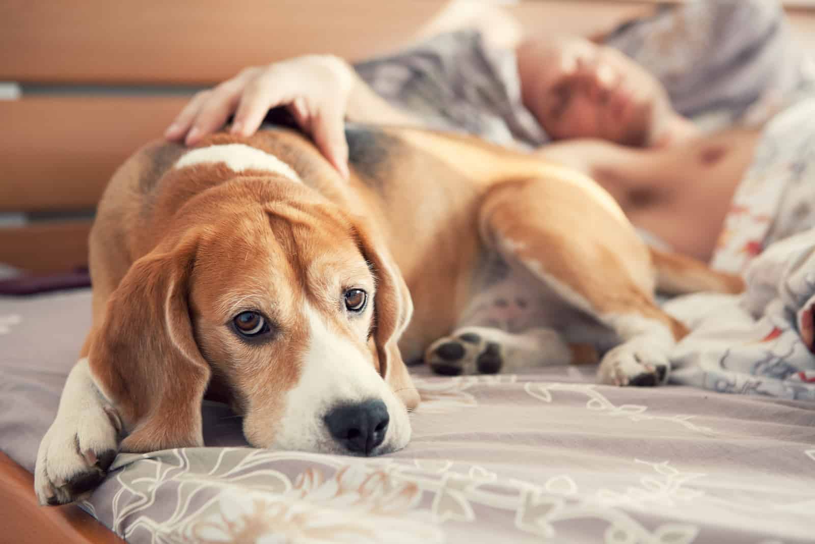 owner petting his dog while in bed