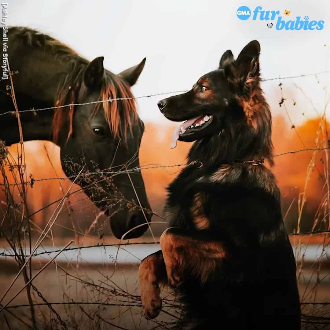 photo of GSD standing on hind legs with horse in background