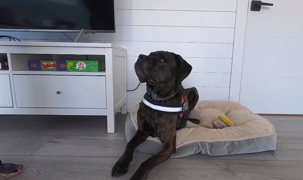 photo of Windigo, a home-trained service dog