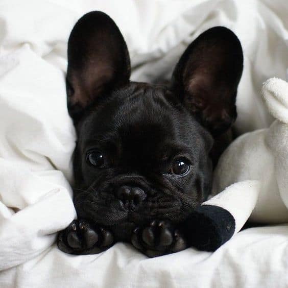 photo of a cute black frenchie