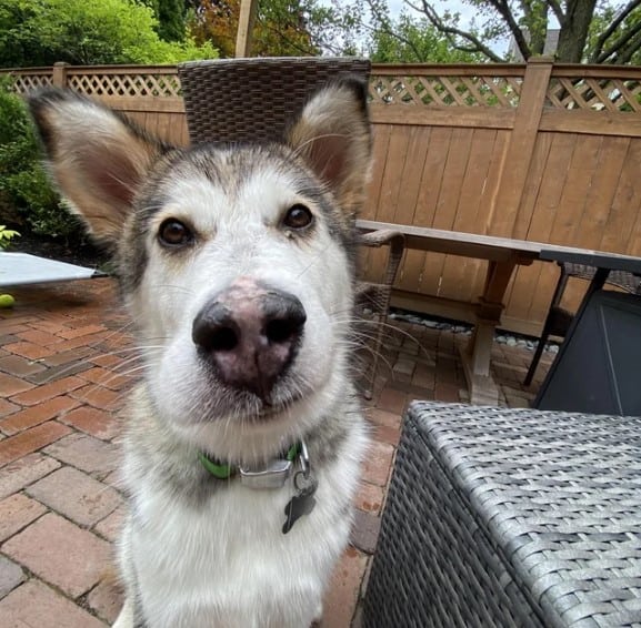 photo of a dog that ate a bee