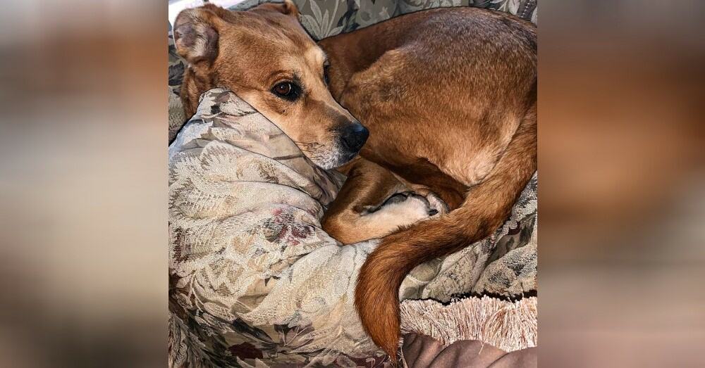 photo of a scared rescued dog