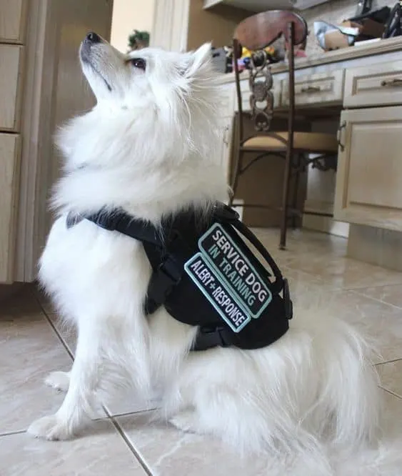 photo of a service dog in training