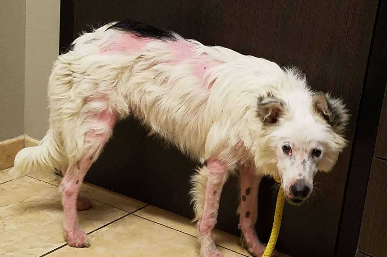 photo of a wounded border collie