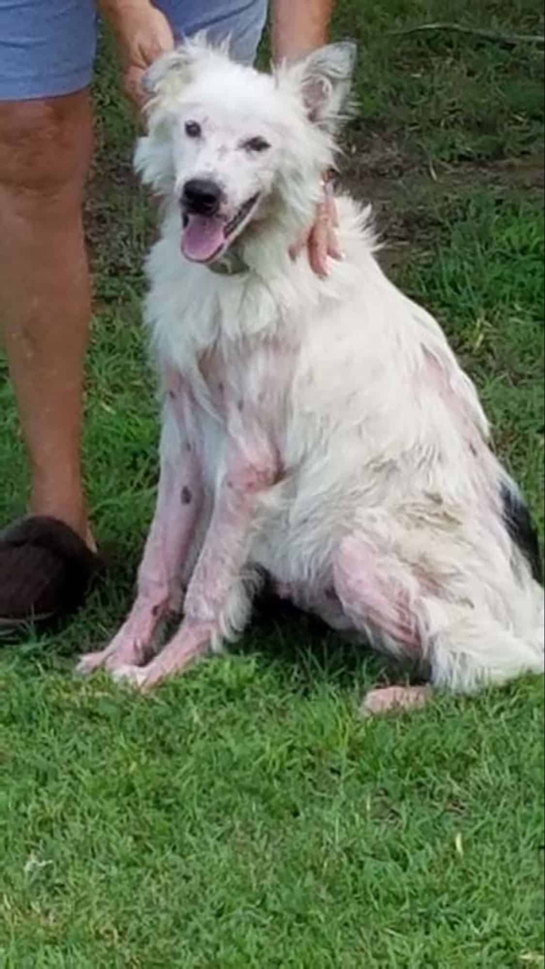 photo of a wounded white border collie