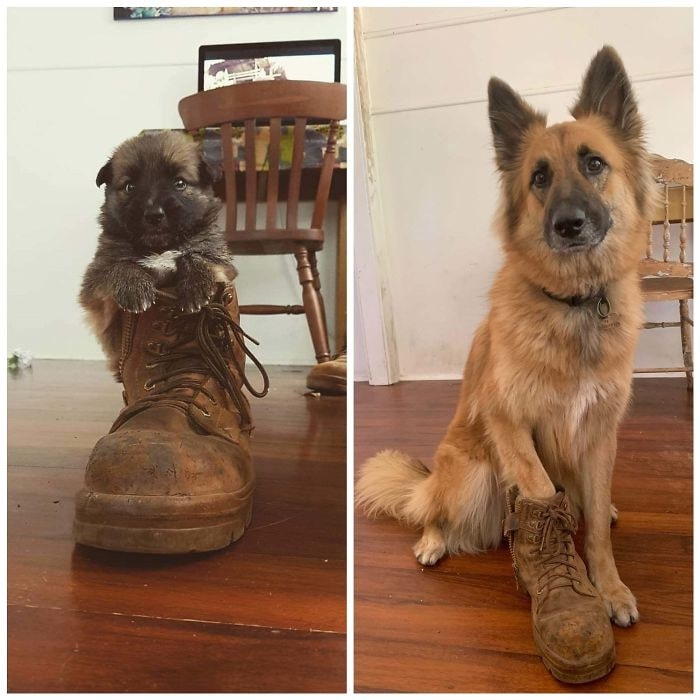 photos of dog growing up side by side