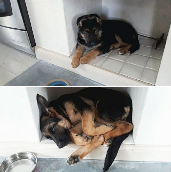 photos representing dog growing up