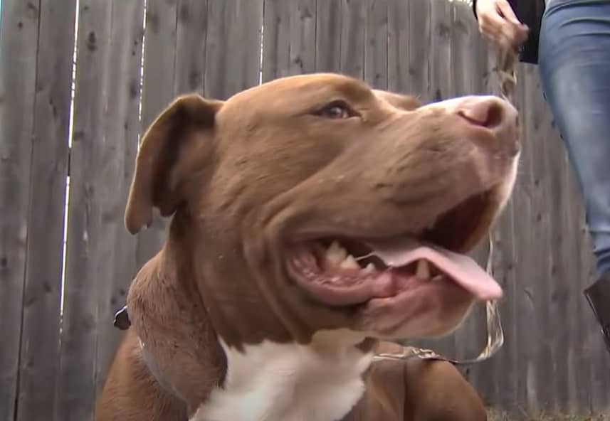 pit bull with tongue out