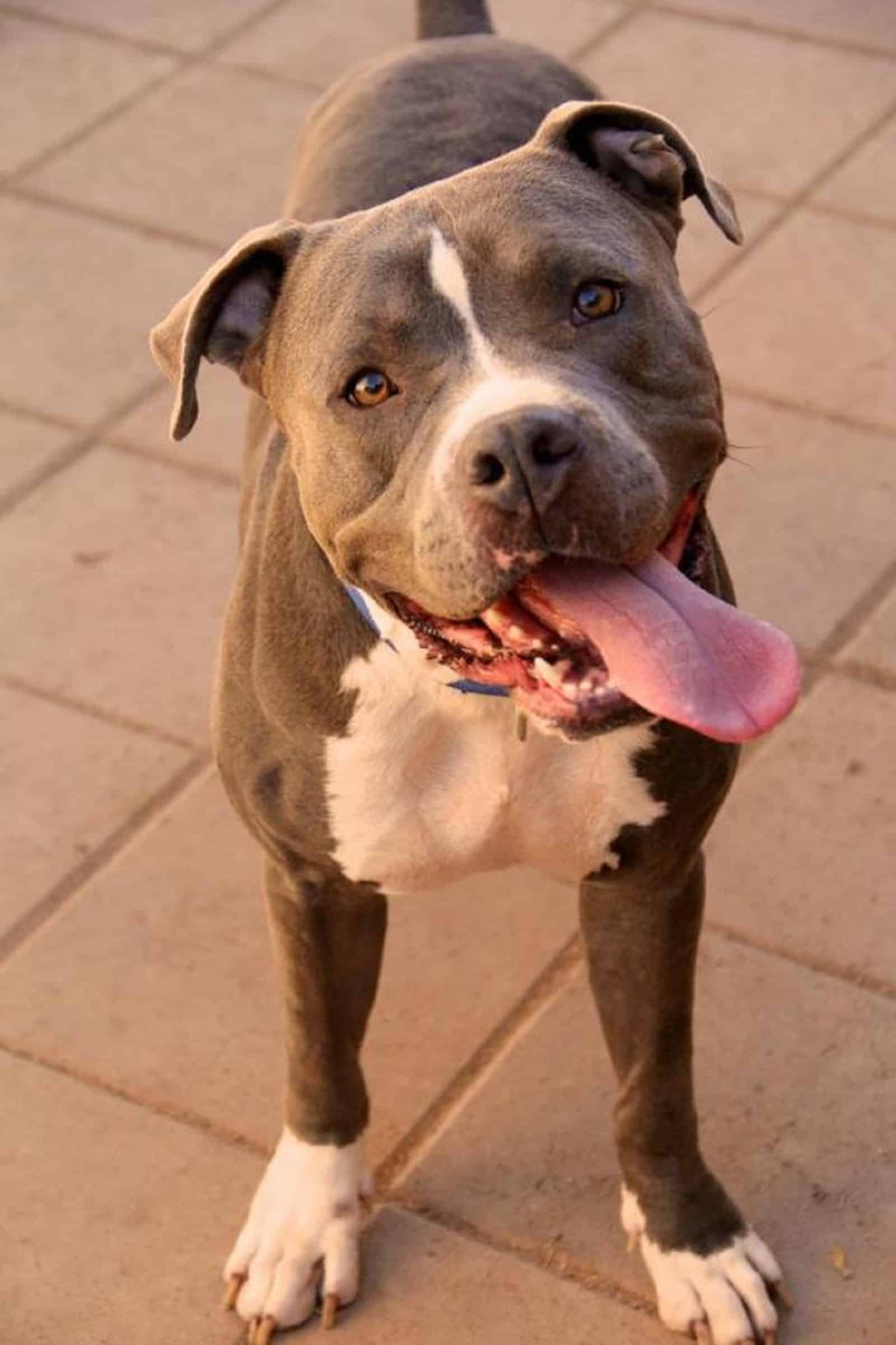 pit bull looking into camera