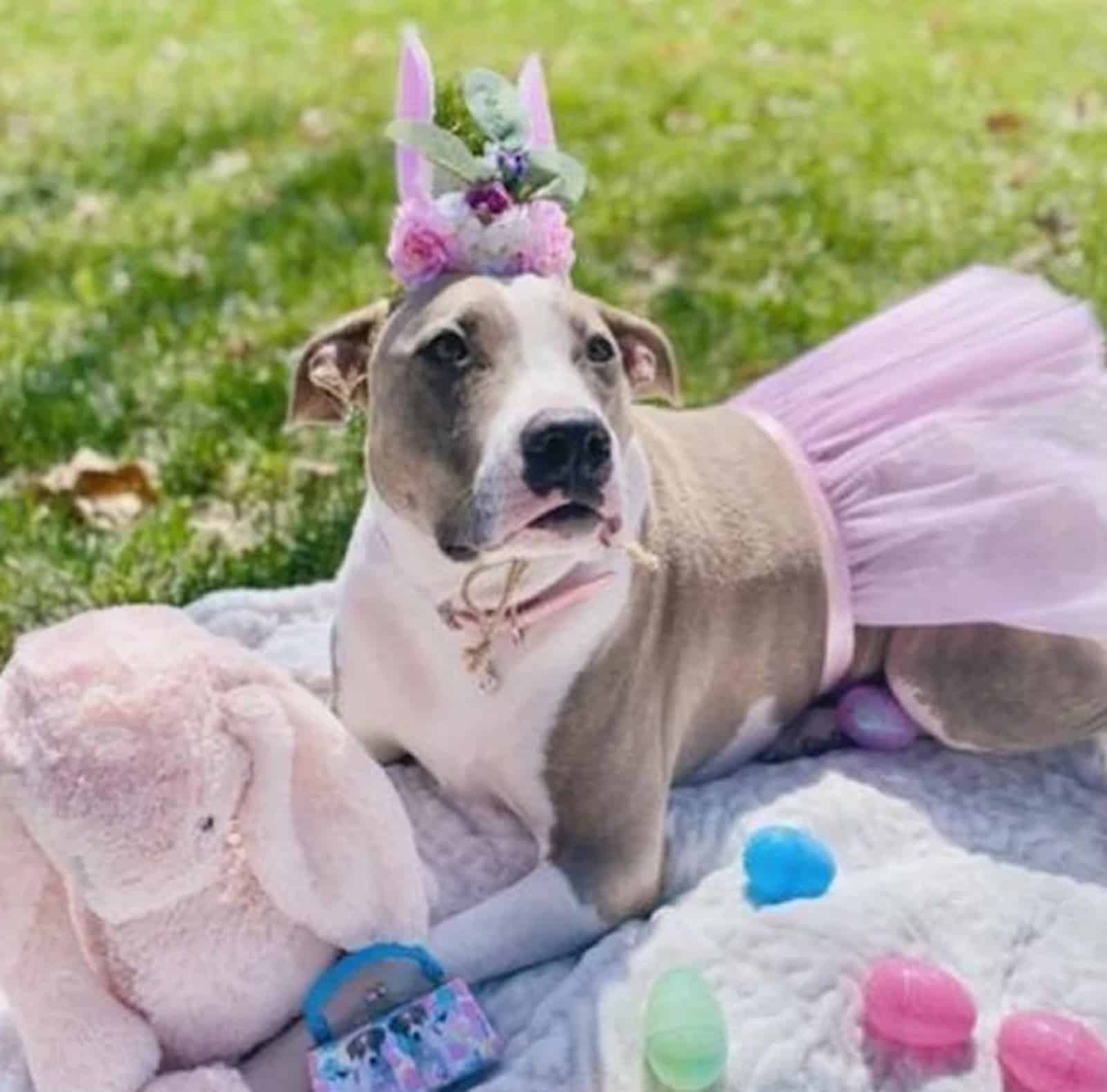 pitbull dog with floral crown wearing easter outfit