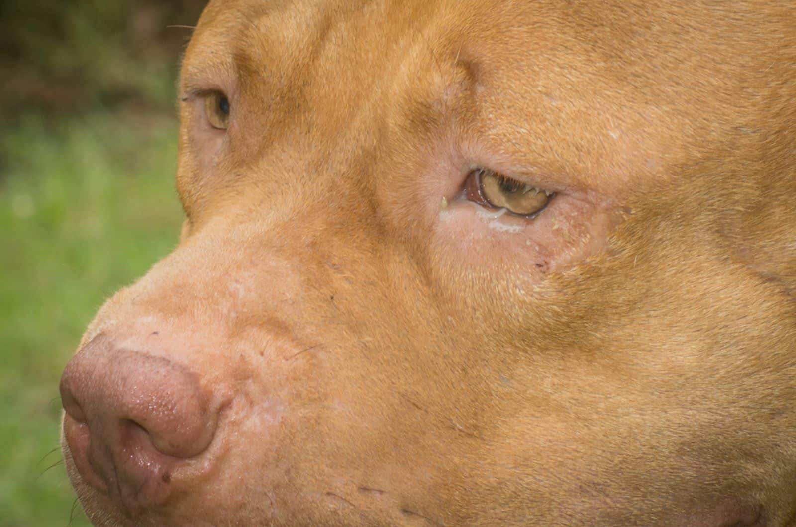 pitbull with watery eyes outdoors