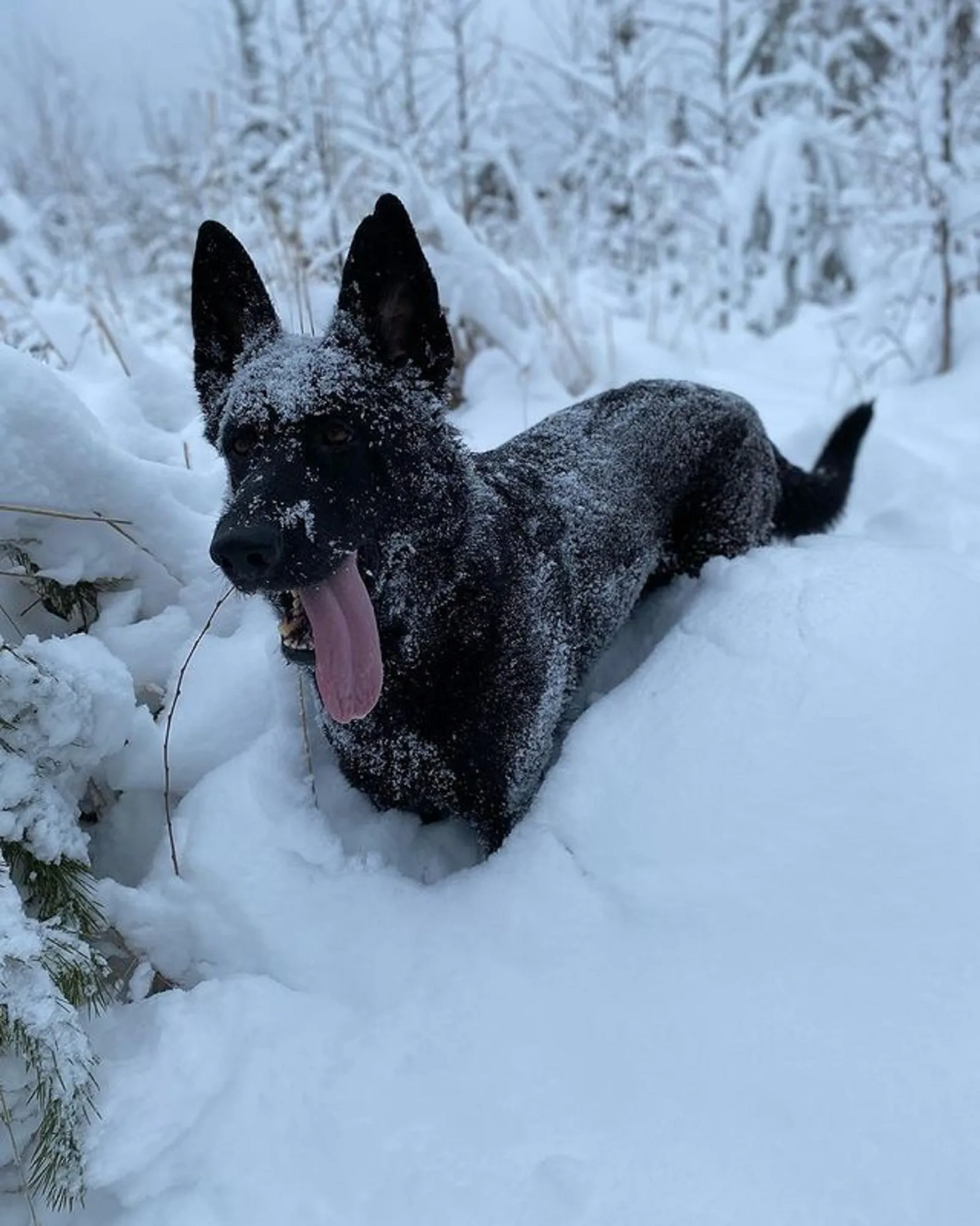 playful black german shepherd in the snow
