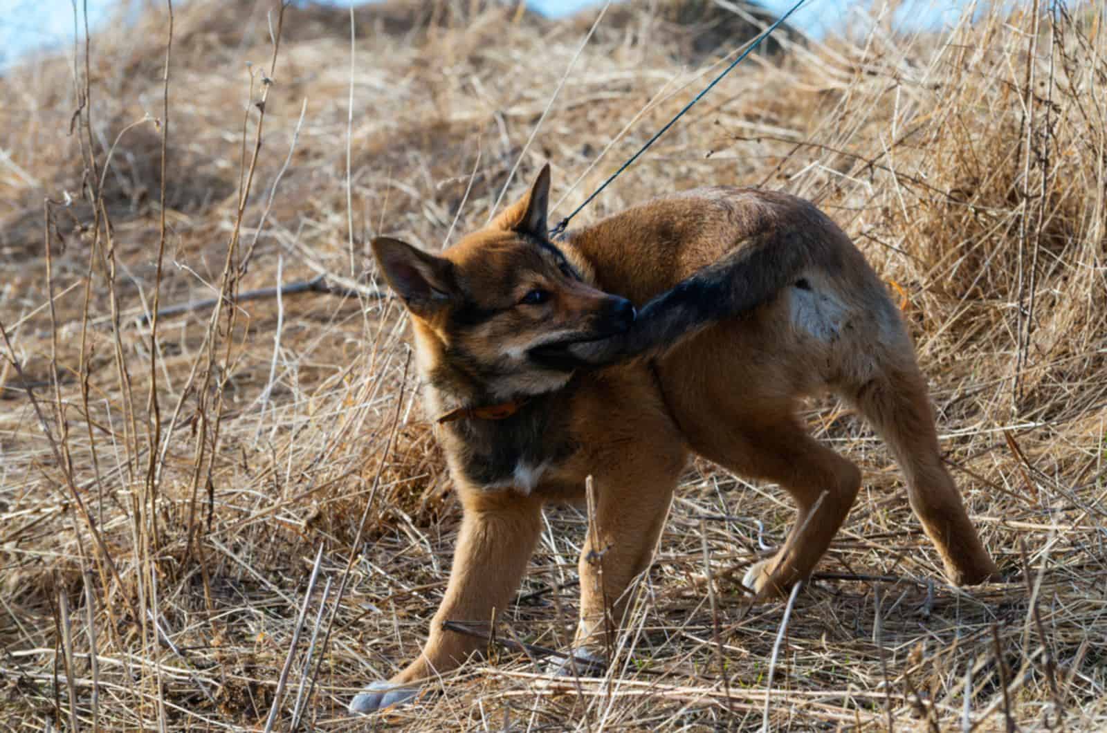 playful dog is chasing his own tail in nature