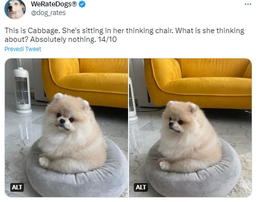 pomeranian sitting on a pillow