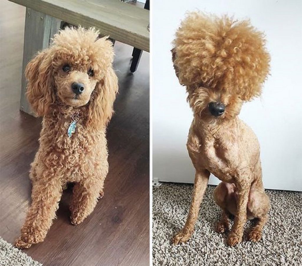 13 Dogs Before And After Haircuts That Are Simply Hilarious