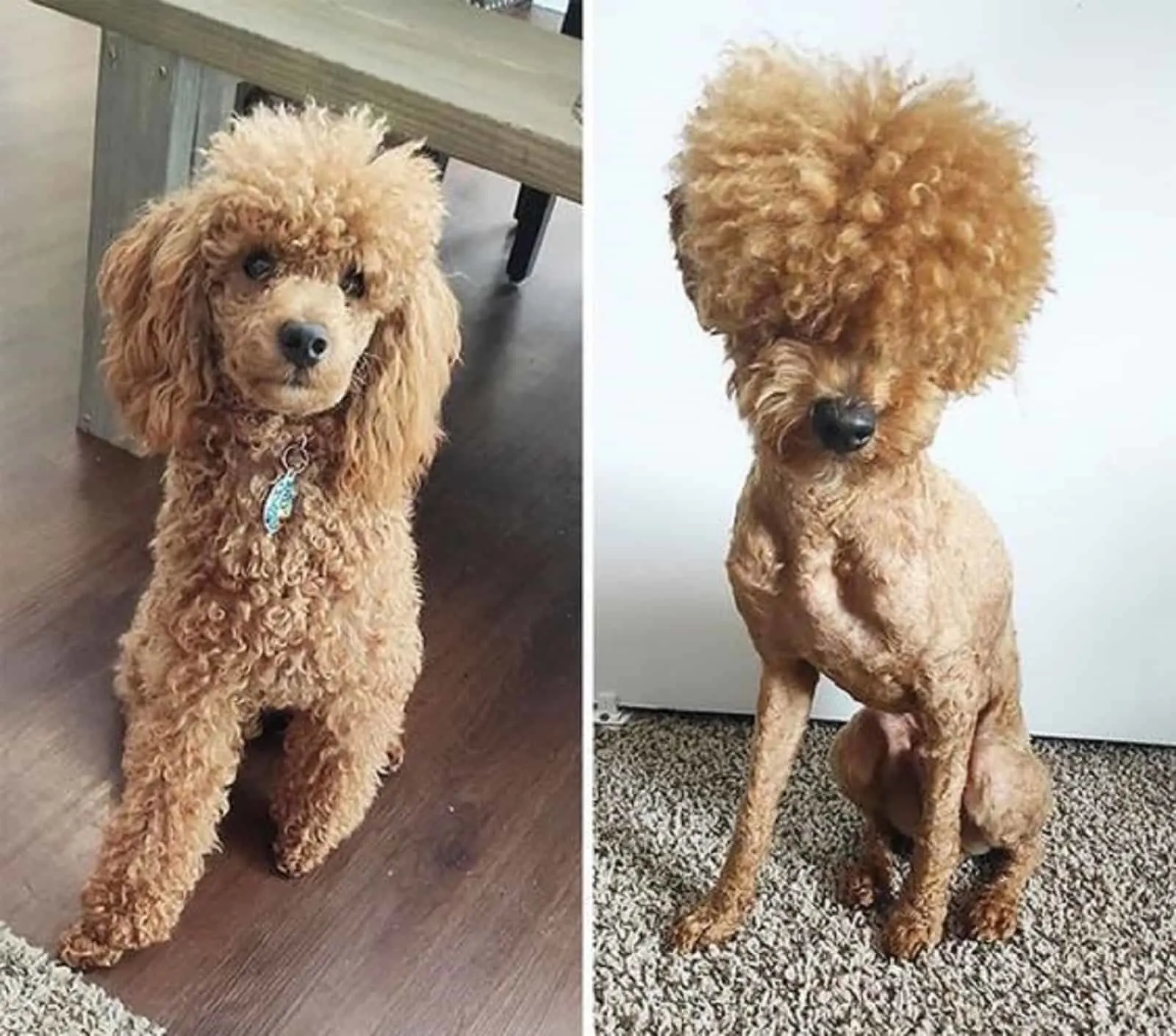 poodle dog before and after haircut