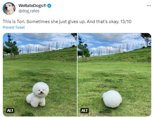 poodle on the grass