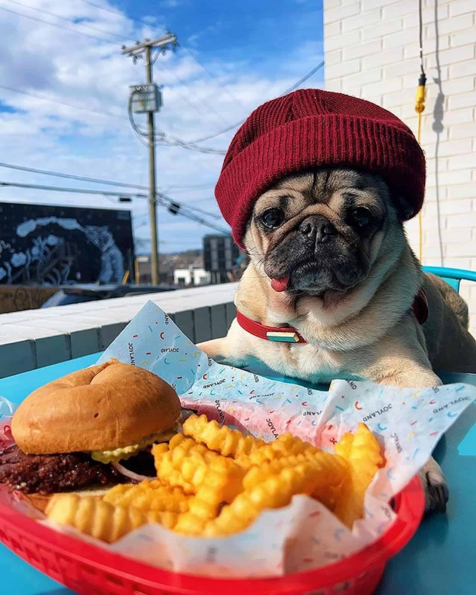 pug dog wearing a hat