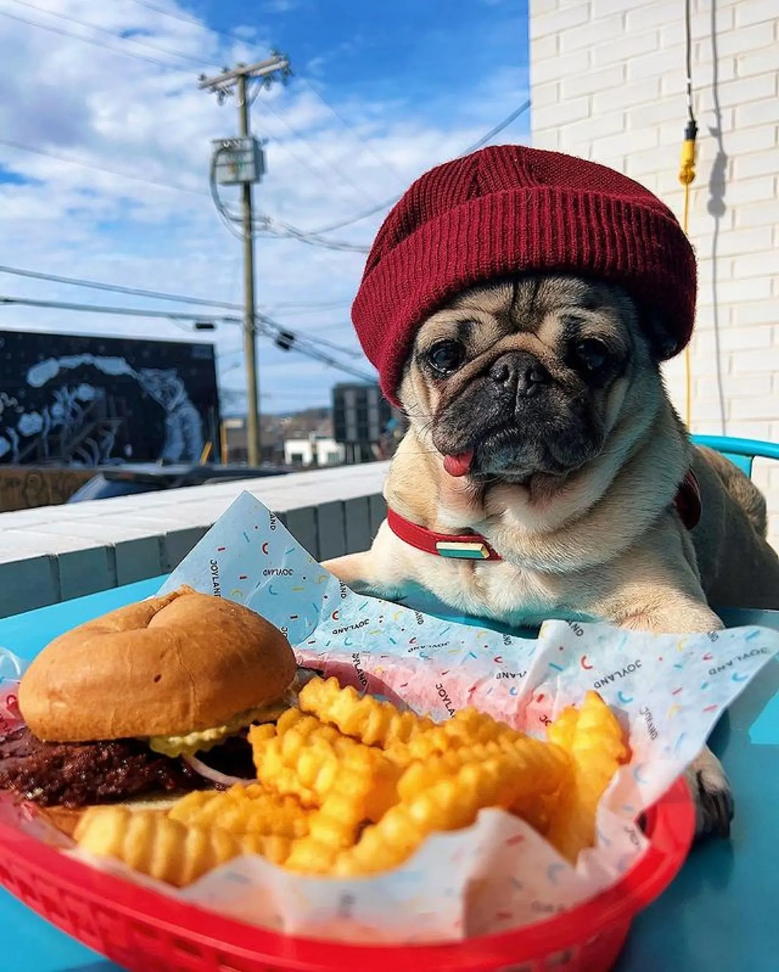pug dog wearing a hat