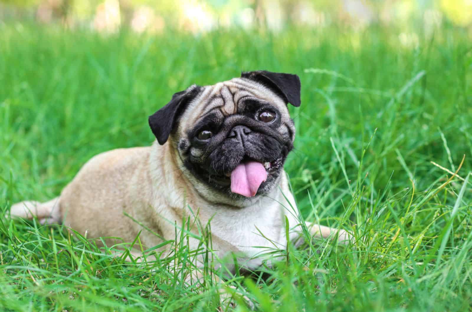 pug dog lying in the grass