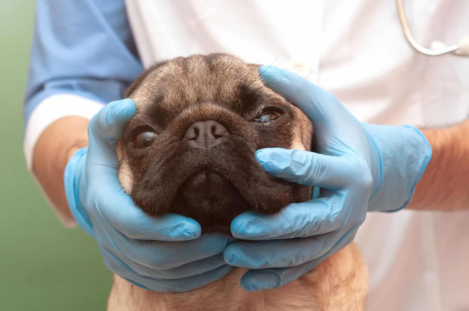 pug dog at vet clinic on eye examination