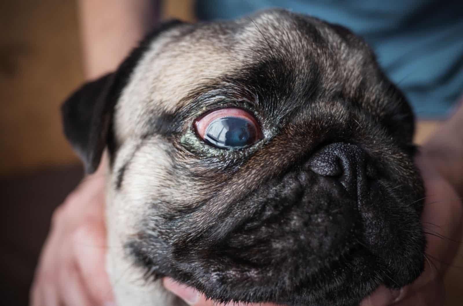 pug dog with glaucoma at veterinary clinic
