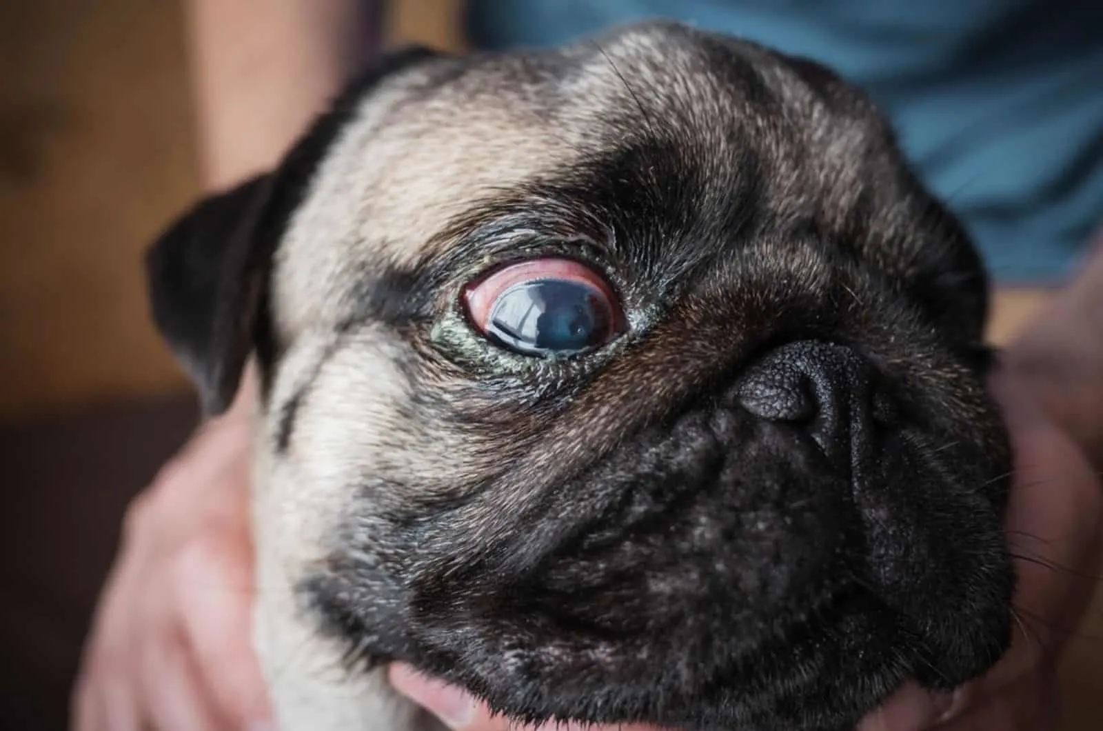 pug dog with glaucoma at veterinary clinic