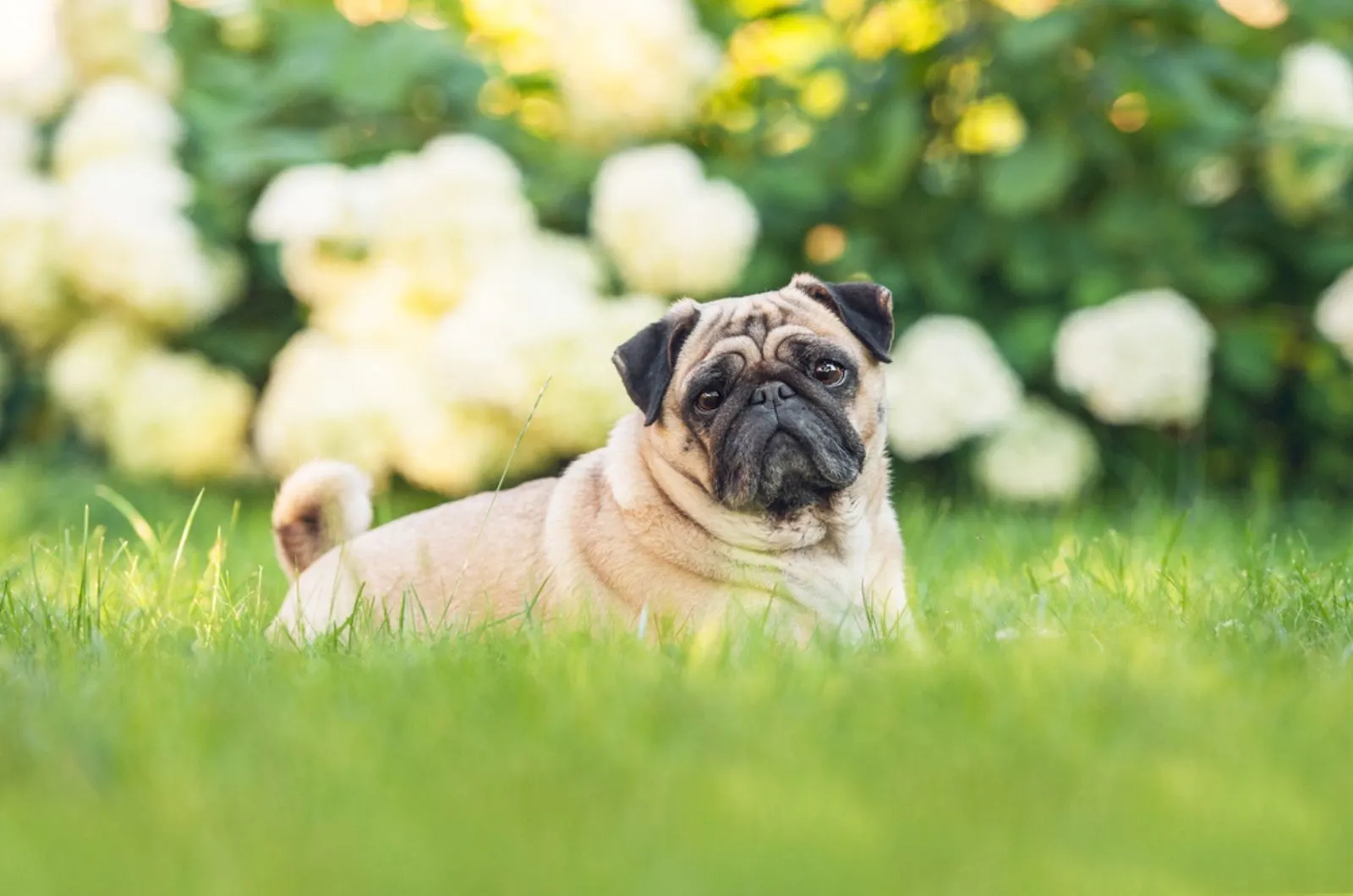 pug dog lying on the grass