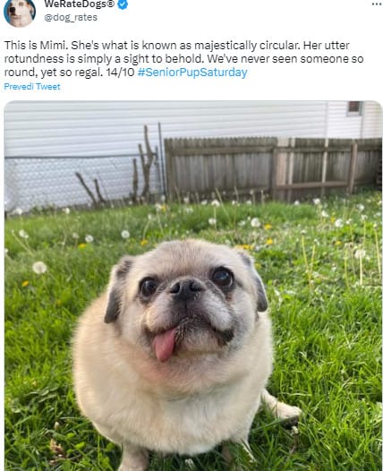 pug on the grass