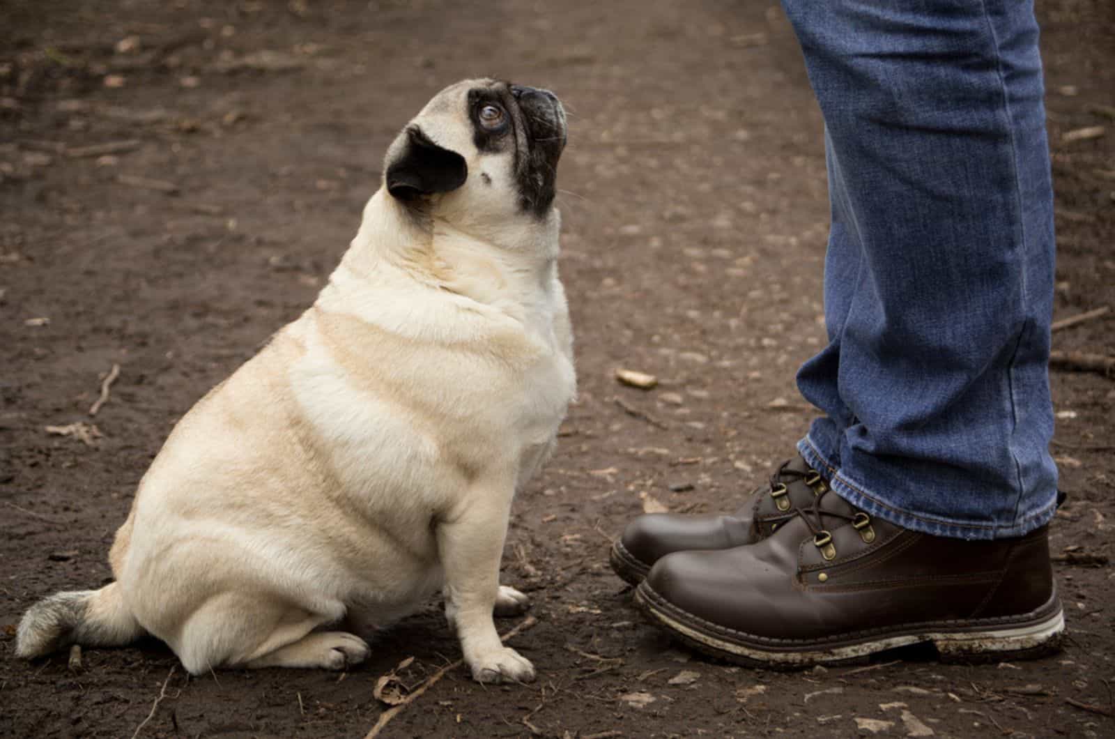pug sitting on the ground in front of his owner
