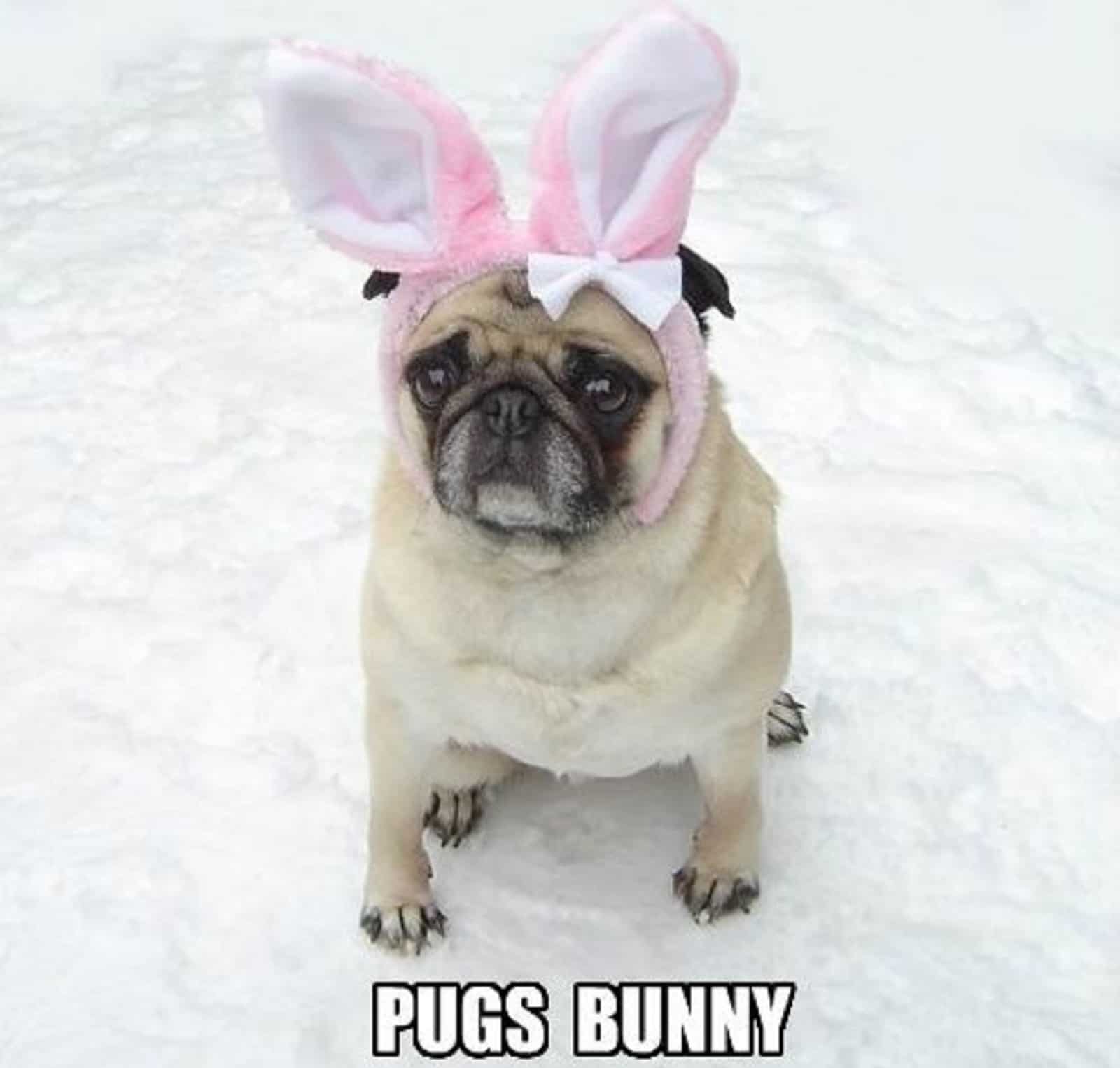 pug wearing bunny ears sitting on the snow