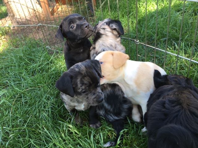 puppies are playing on the grass