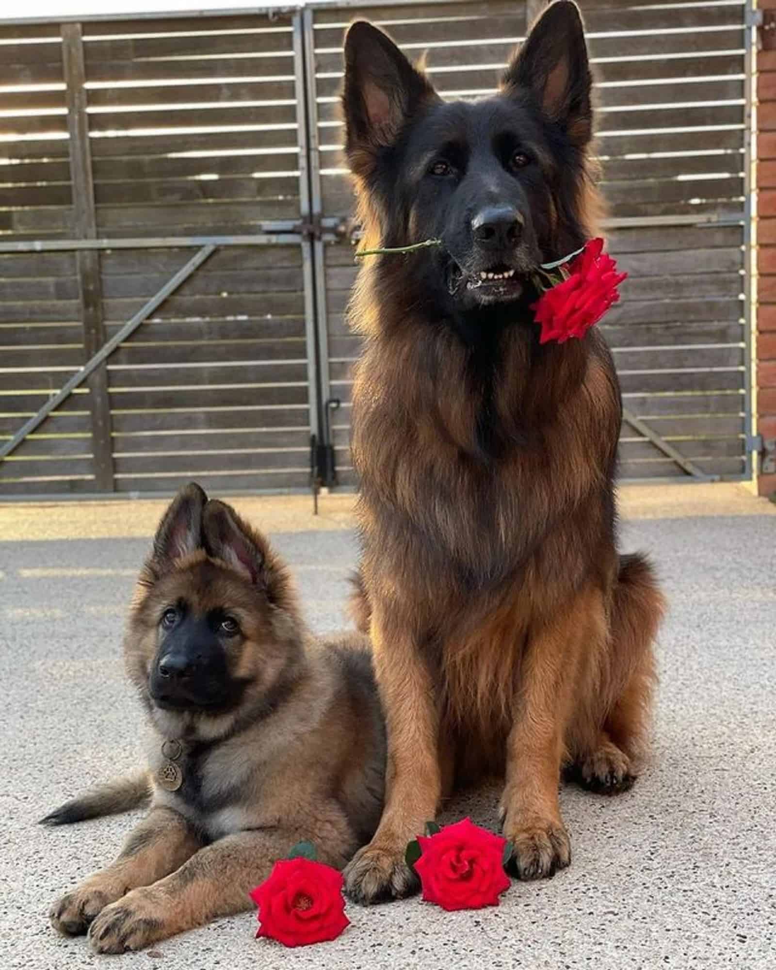 puppy and adult german shepherd dog with red roses