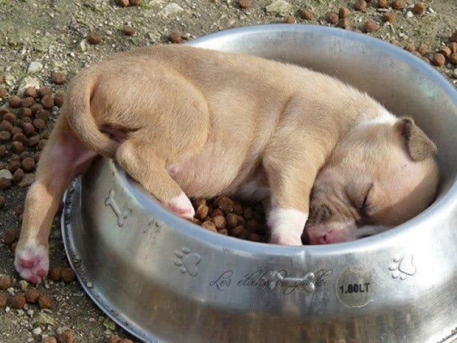 puppy falls asleep in dog bowl