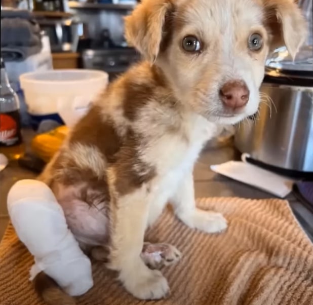 puppy found, his leg wrapped