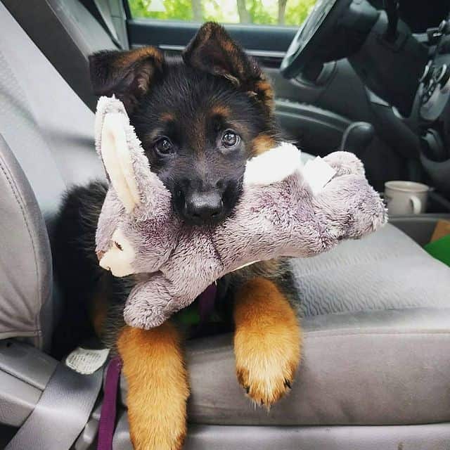 puppy sitting in car with toy in mouth