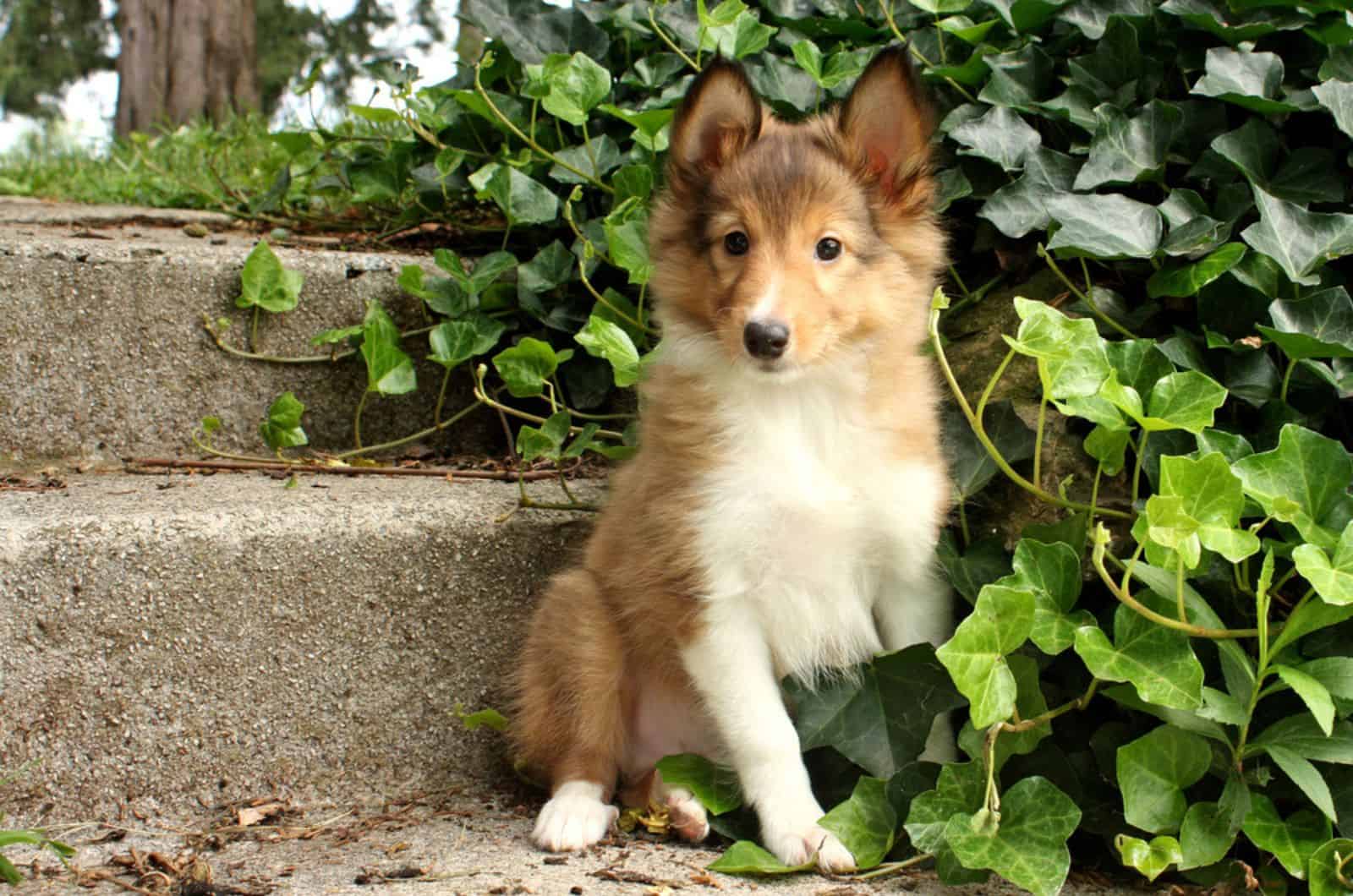 puppy sitting near the english ivy plant on stairs