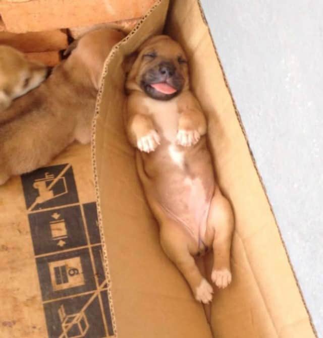 puppy sleeping in a box