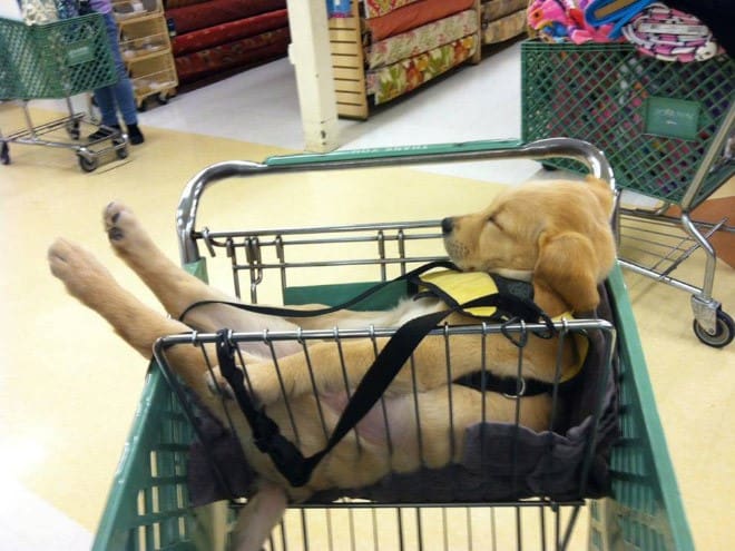 puppy sleeps in shopping cart