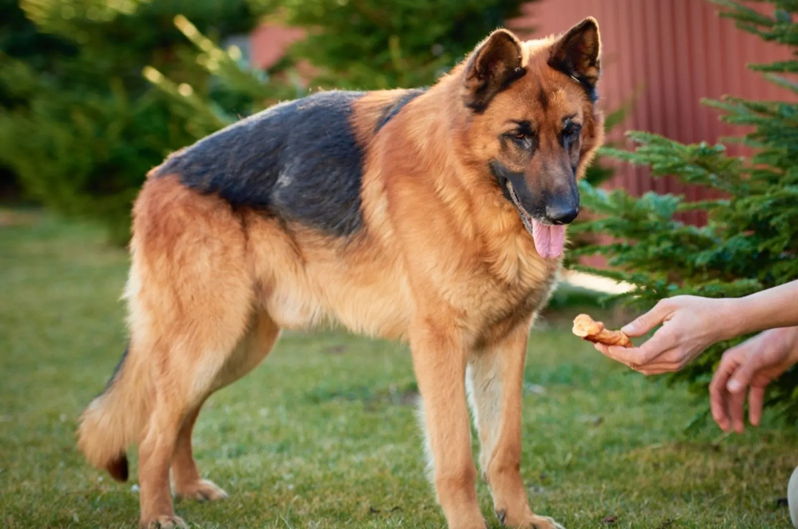 red and black german shepherd dog looks at a piece of bread in a person's hand