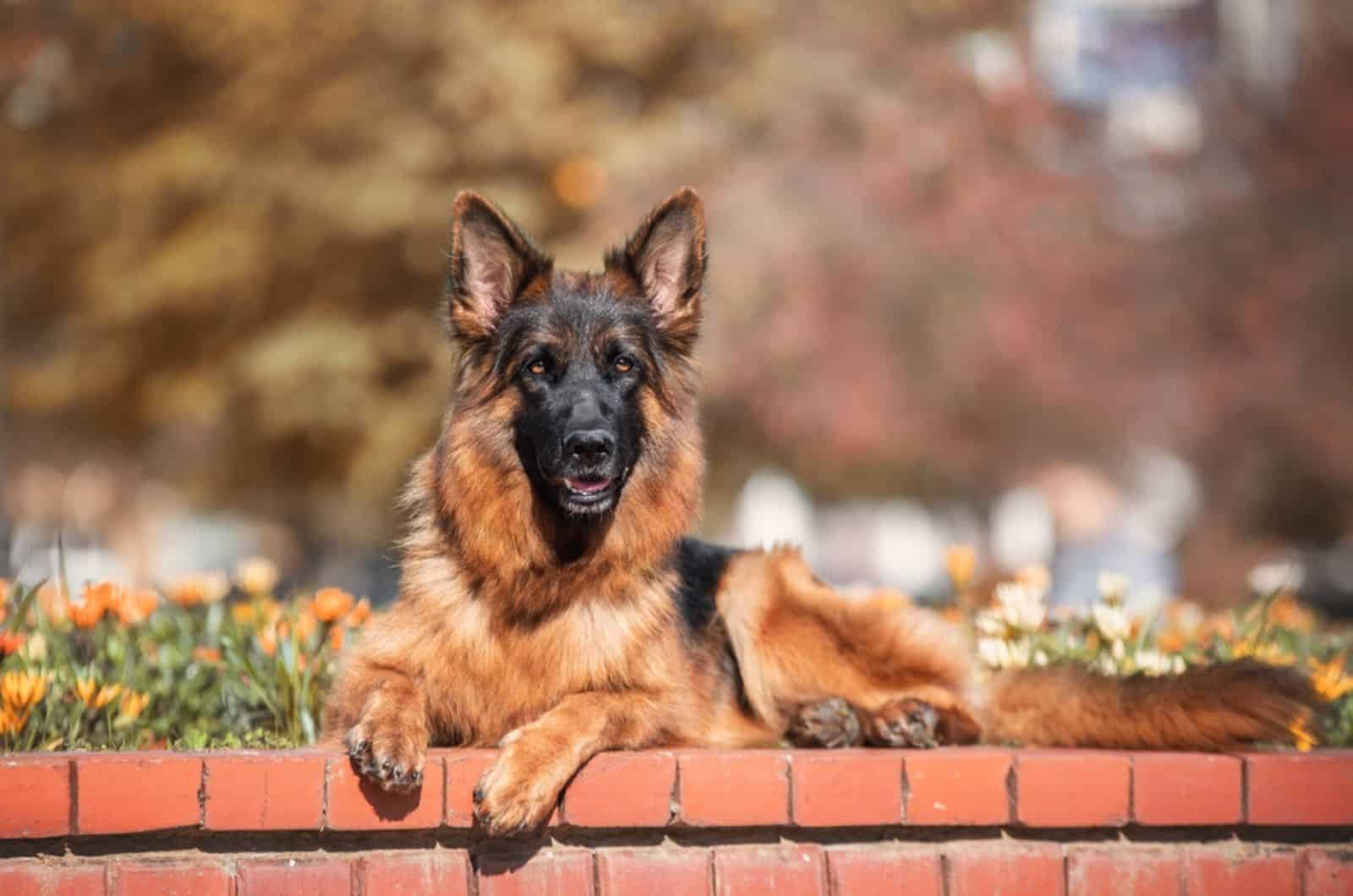 red and black german shepherd dog lying in the garden at sunny day