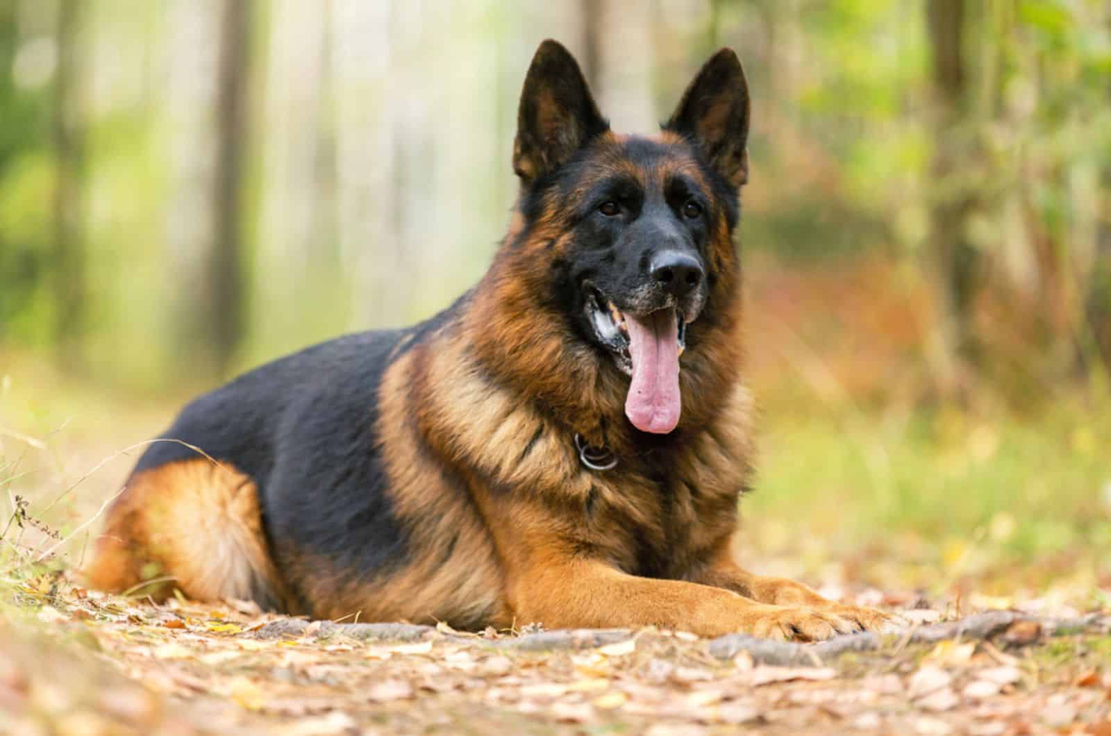red and black german shepherd lying on the ground