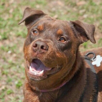 red rottweiler