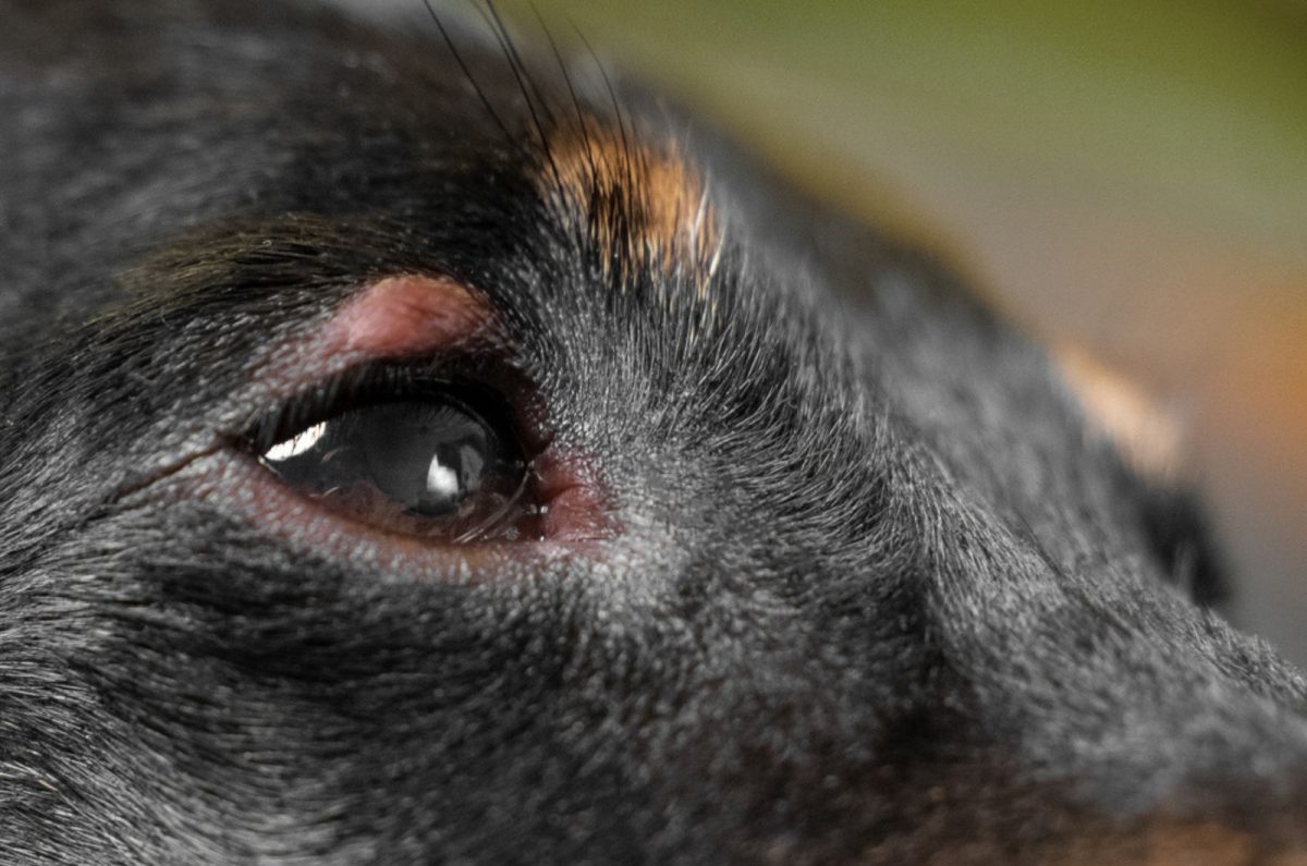 21 Causes Of Watery Eyes In Dogs And Helpful Solutions