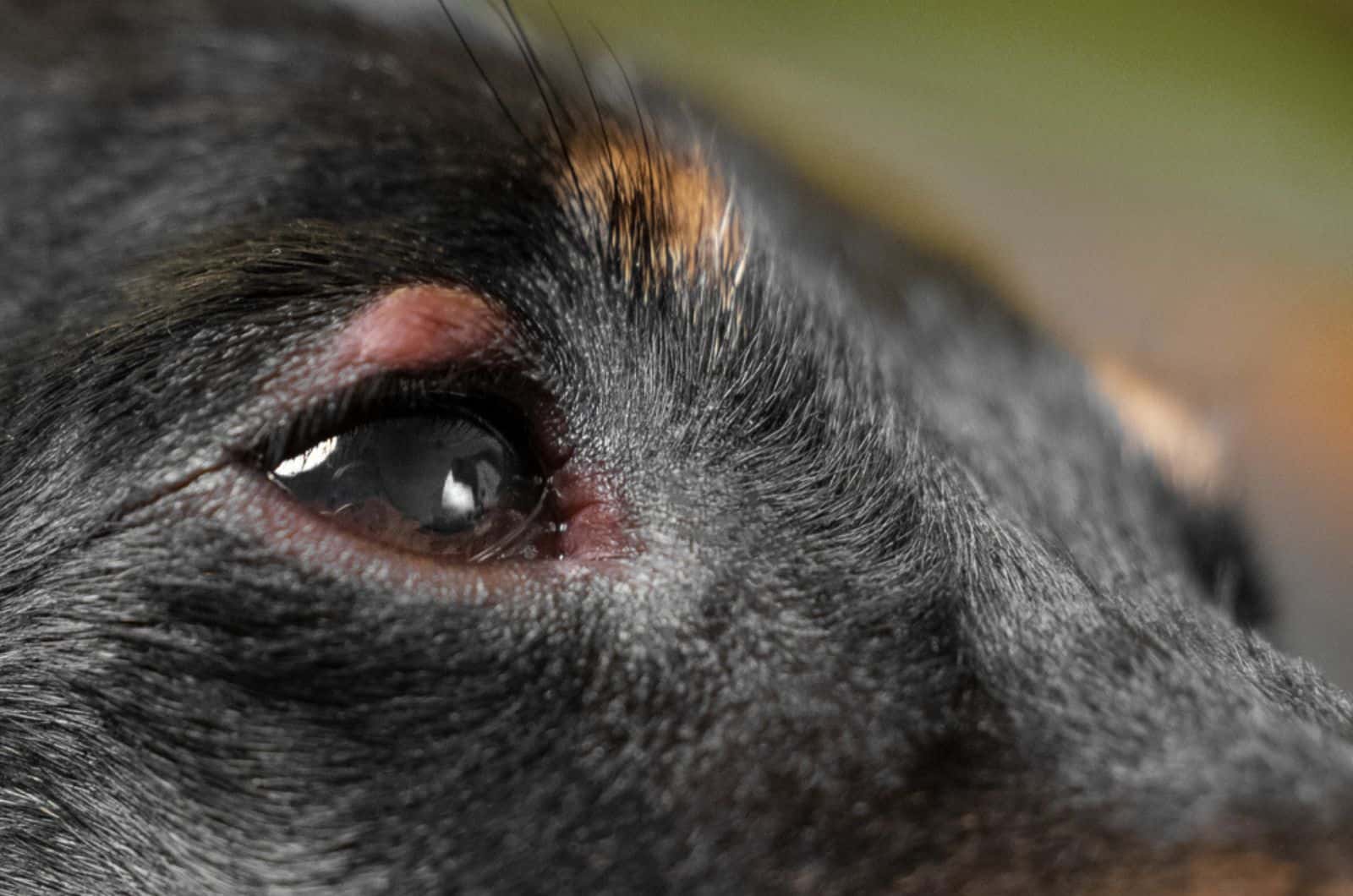 redness and bump in the eye of a dog